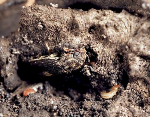 Réf. 297 673 : Biphyllus lunatus
